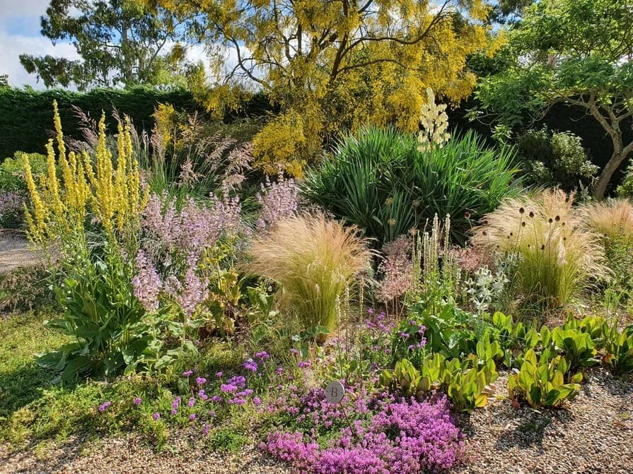 Summer gravel garden at Beth Chatto Gardens, Elmstead Market