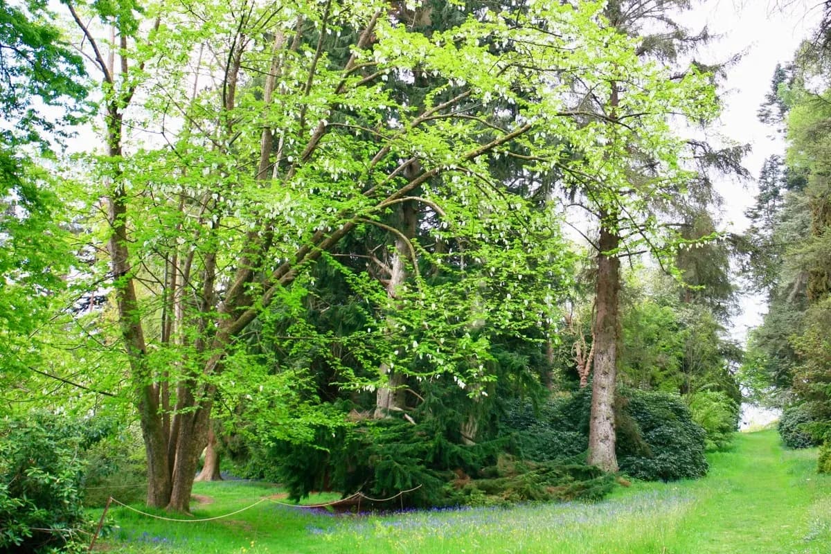 Hergest Croft Gardens, Kington - gardens and woodland estate