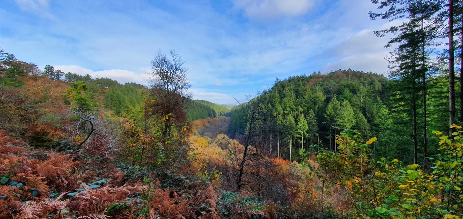 Autumn woodland valley at Cardinham Woods
