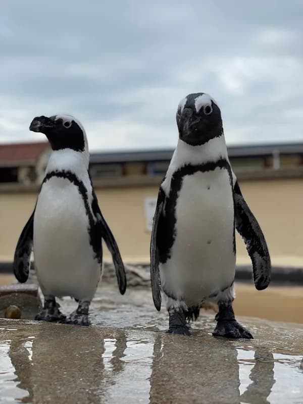 Penguins at Natureland Seal Sanctuary, Skegness