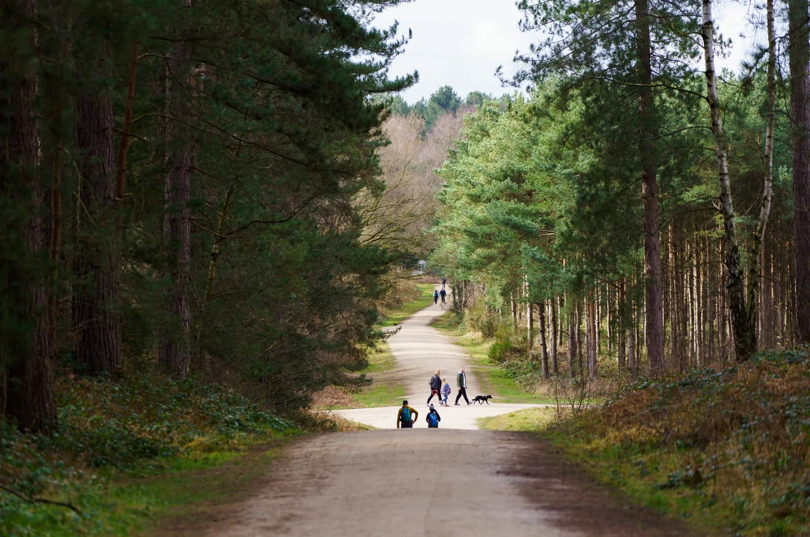 Main path through the pine forest at Sherwood Pines