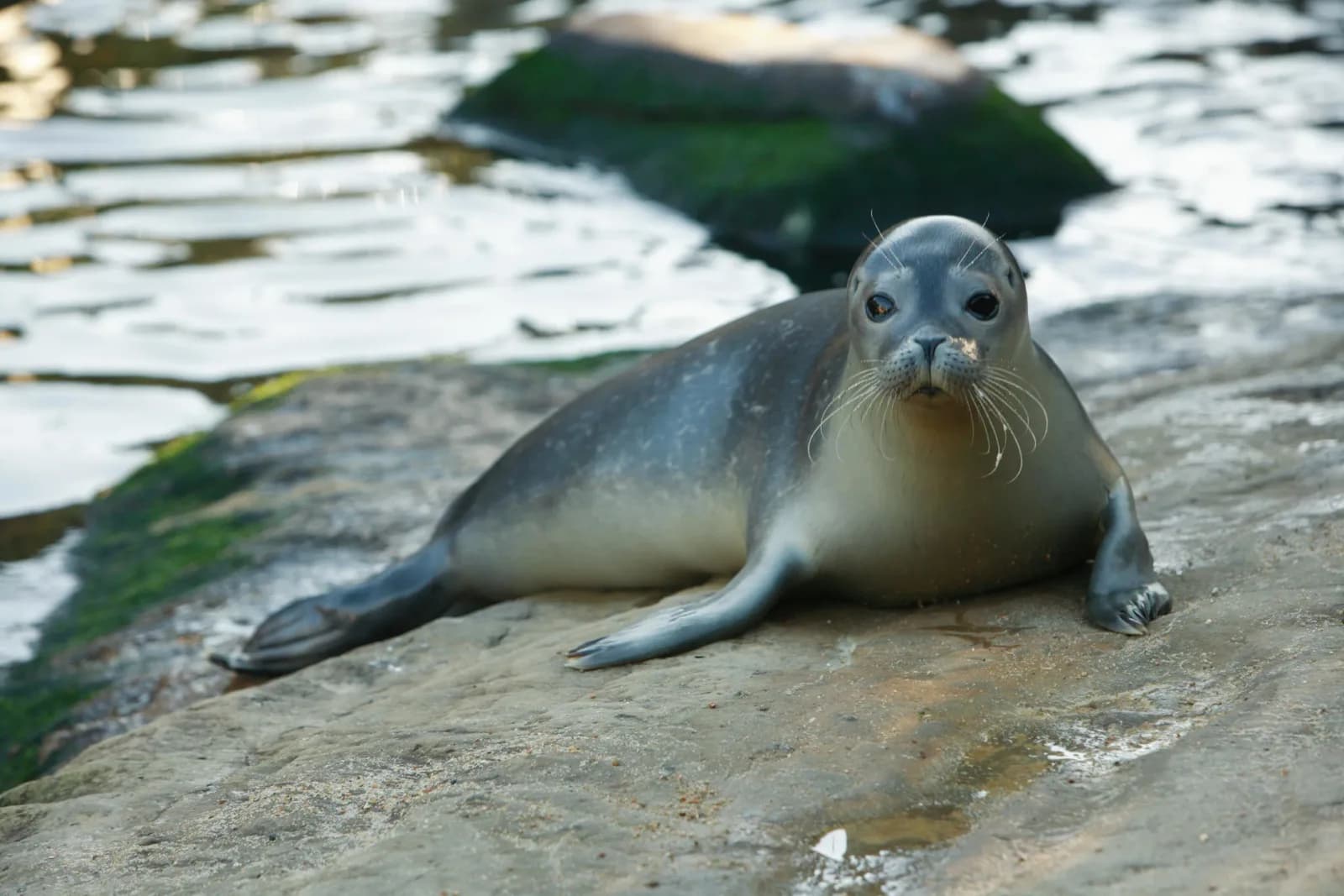 Seal at SEA LIFE Scarborough seal rescue centre