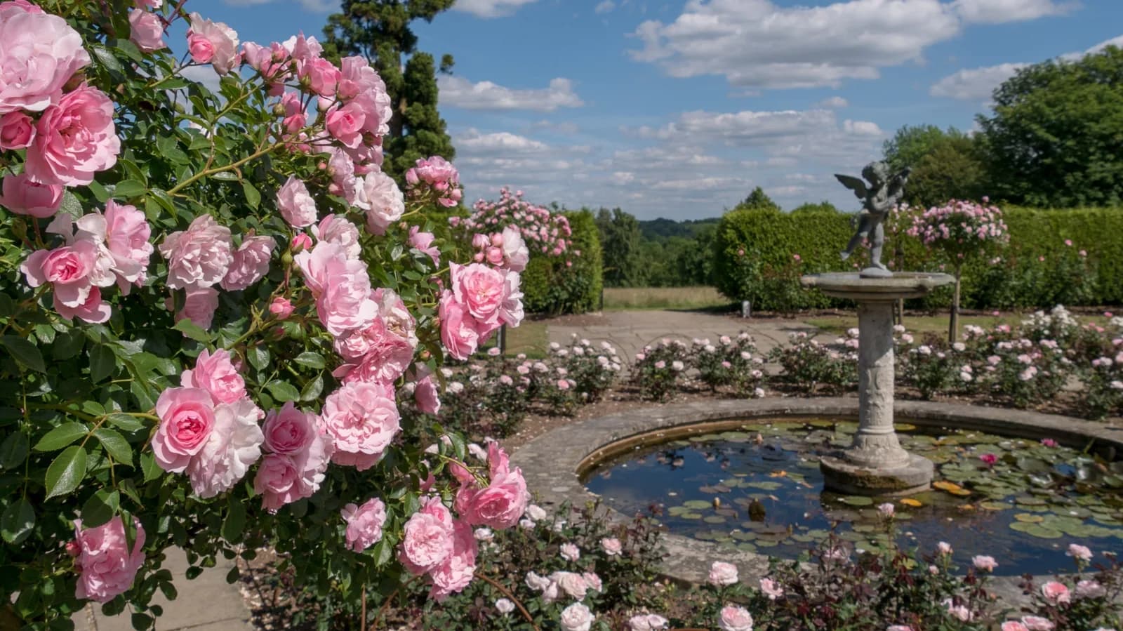 Pink roses in the Italianate Rose Garden with fountain at Emmetts Garden, Kent