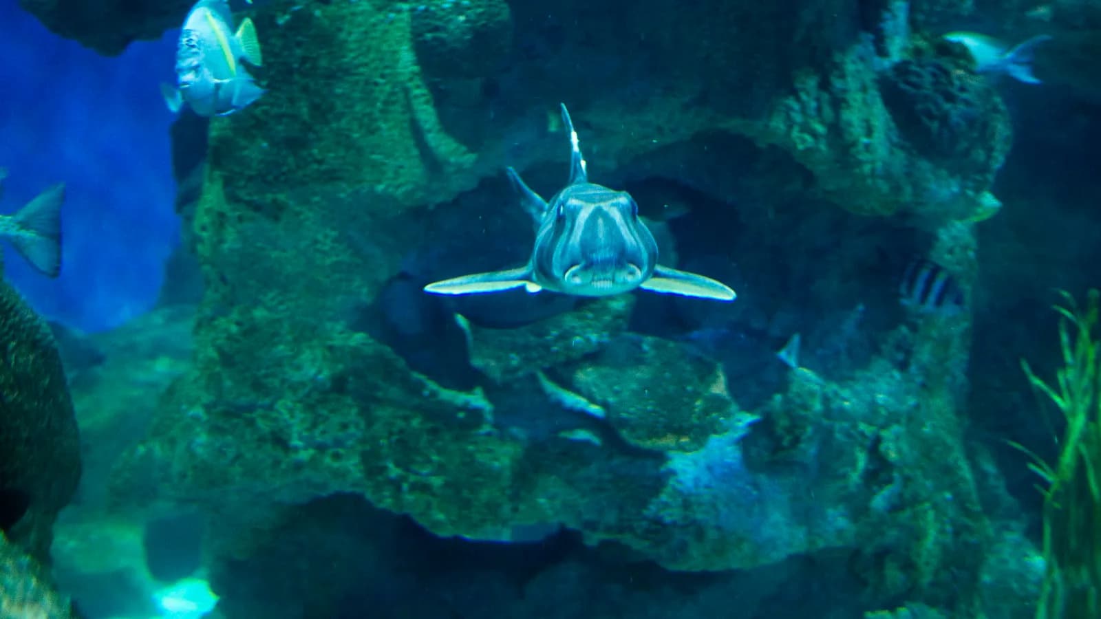 Zebra bullhead shark at Blue Planet Aquarium