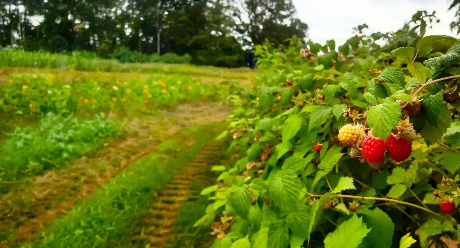 Bearstone Fruit Farm, Market Drayton