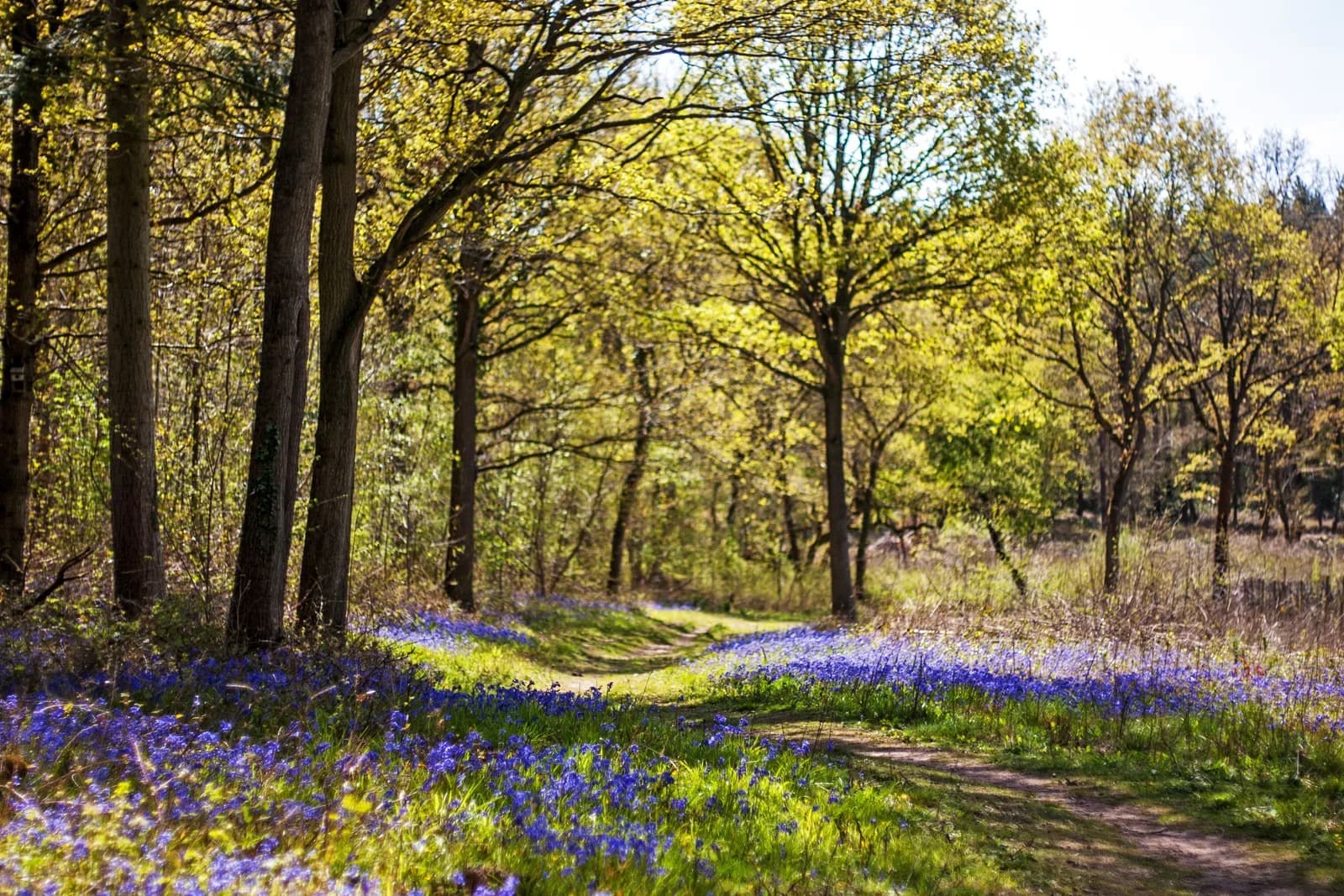 Bluebell path through Tiddesley Wood nature reserve near Pershore in spring