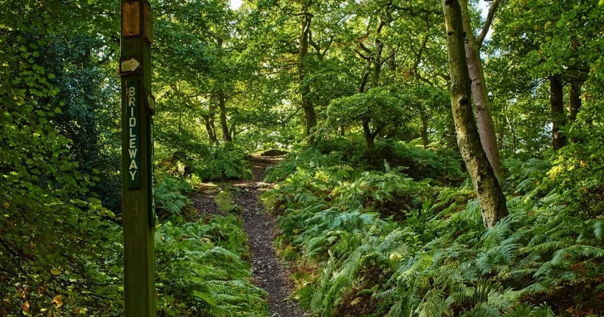 Swithland Wood, Loughborough