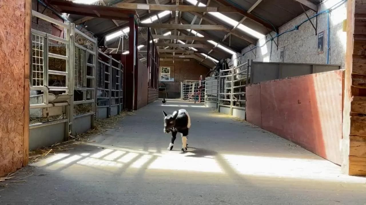 Goat kid walking through the bright barn aisle at Hardy's Animal Farm