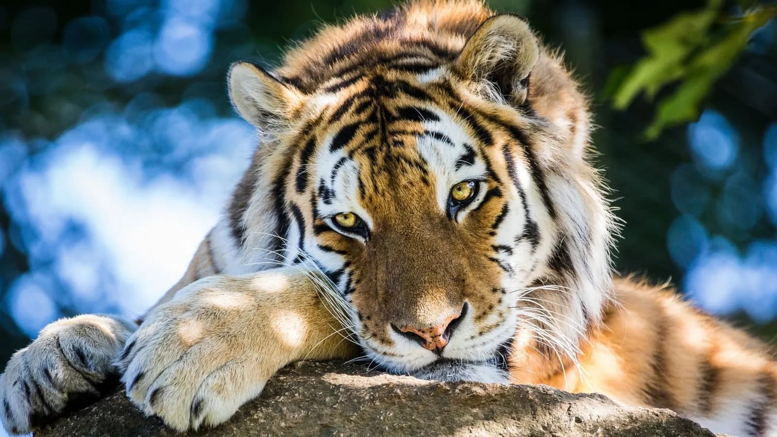 Dartmoor Zoo, Plymouth