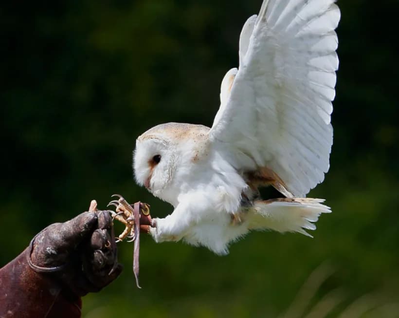 Barn owl at Devon Bird of Prey Centre