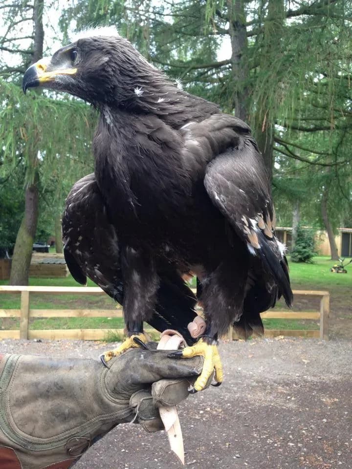Golden eagle perched on a falconer's glove at York Bird of Prey Centre