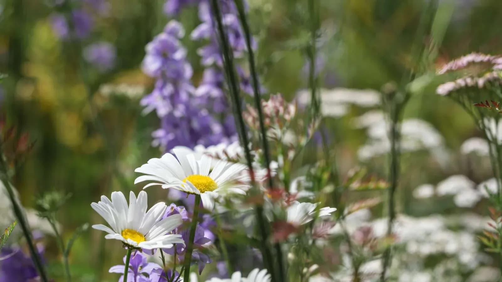 Daisies and summer flowers in the gardens at Birmingham Botanical Gardens