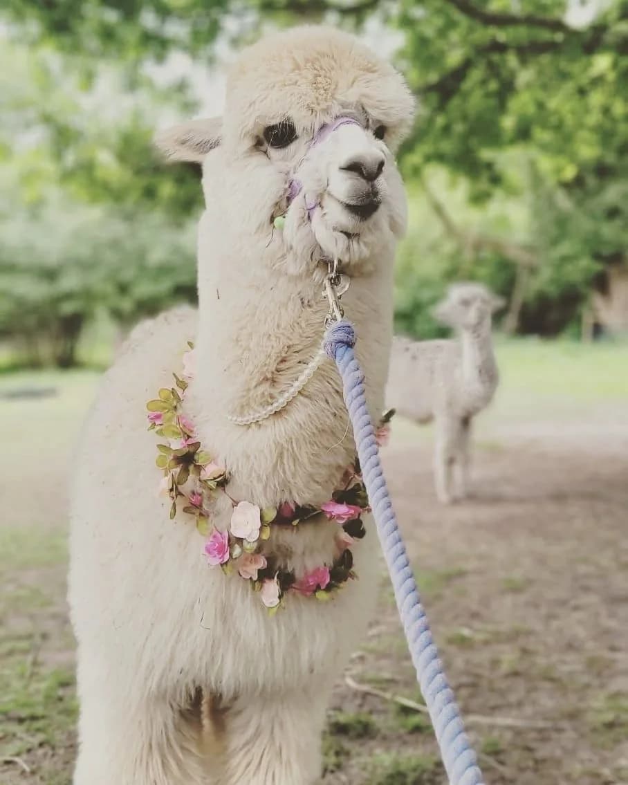 Alpaca at Daisy Farm, Solihull