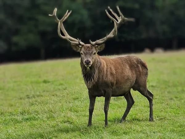 Bucklebury Farm, Reading — animals and farm park attractions