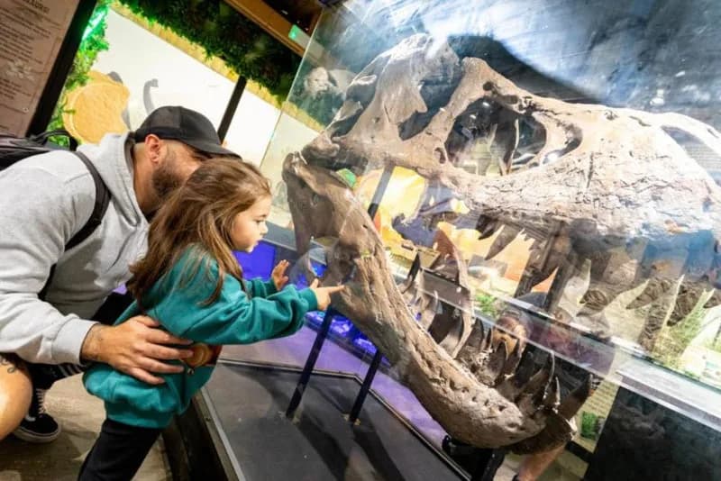 Child and adult viewing the dinosaur skull exhibit at the Natural History Dino Museum, Exotic Zoo Telford