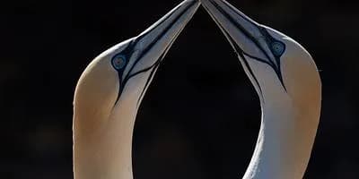 Scottish Seabird Centre, East Lothian
