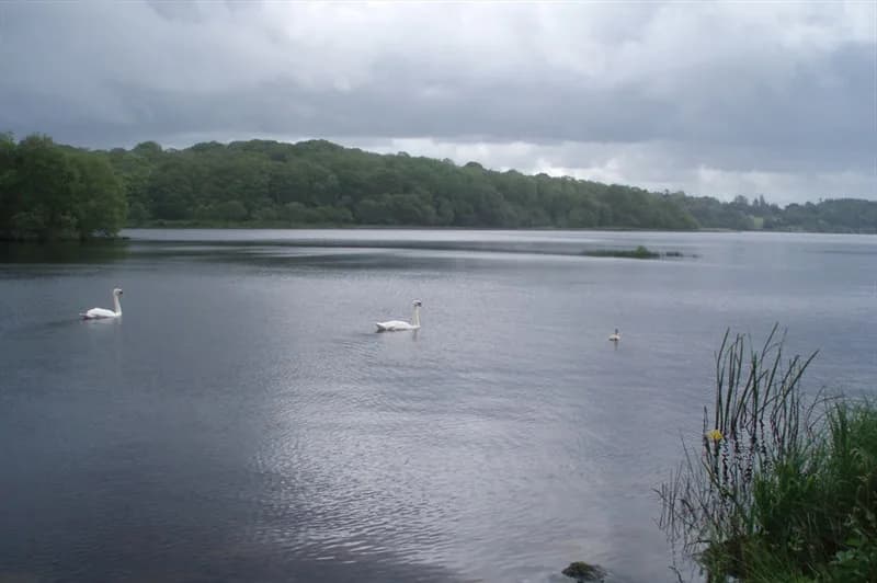 Ely Lodge Forest, Enniskillen