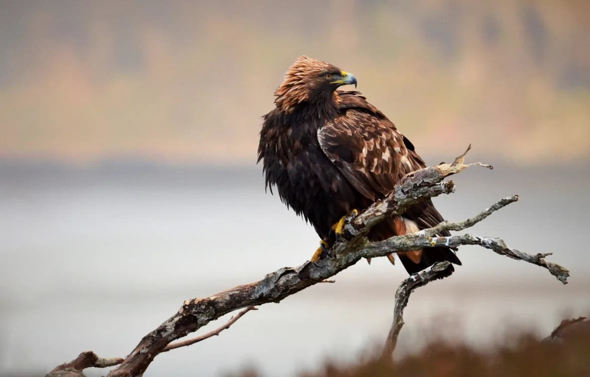 Isle of Mull Wildlife Tours, Tobermory, Mull