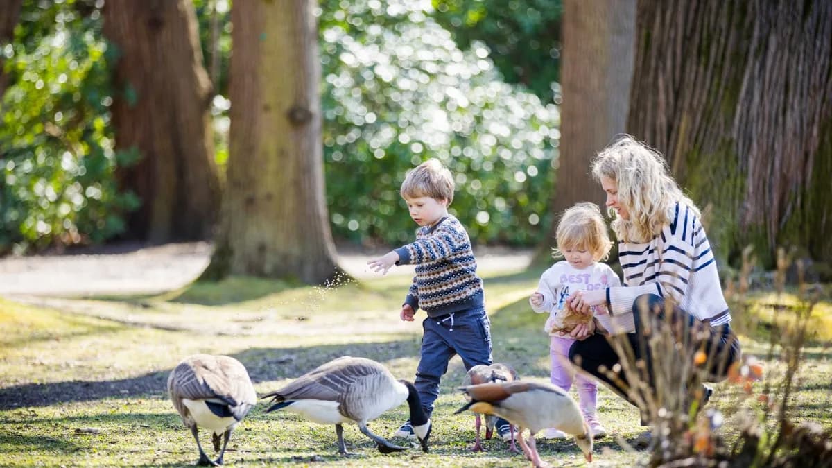 Family feeding geese by the lake at Claremont Landscape Garden, Surrey