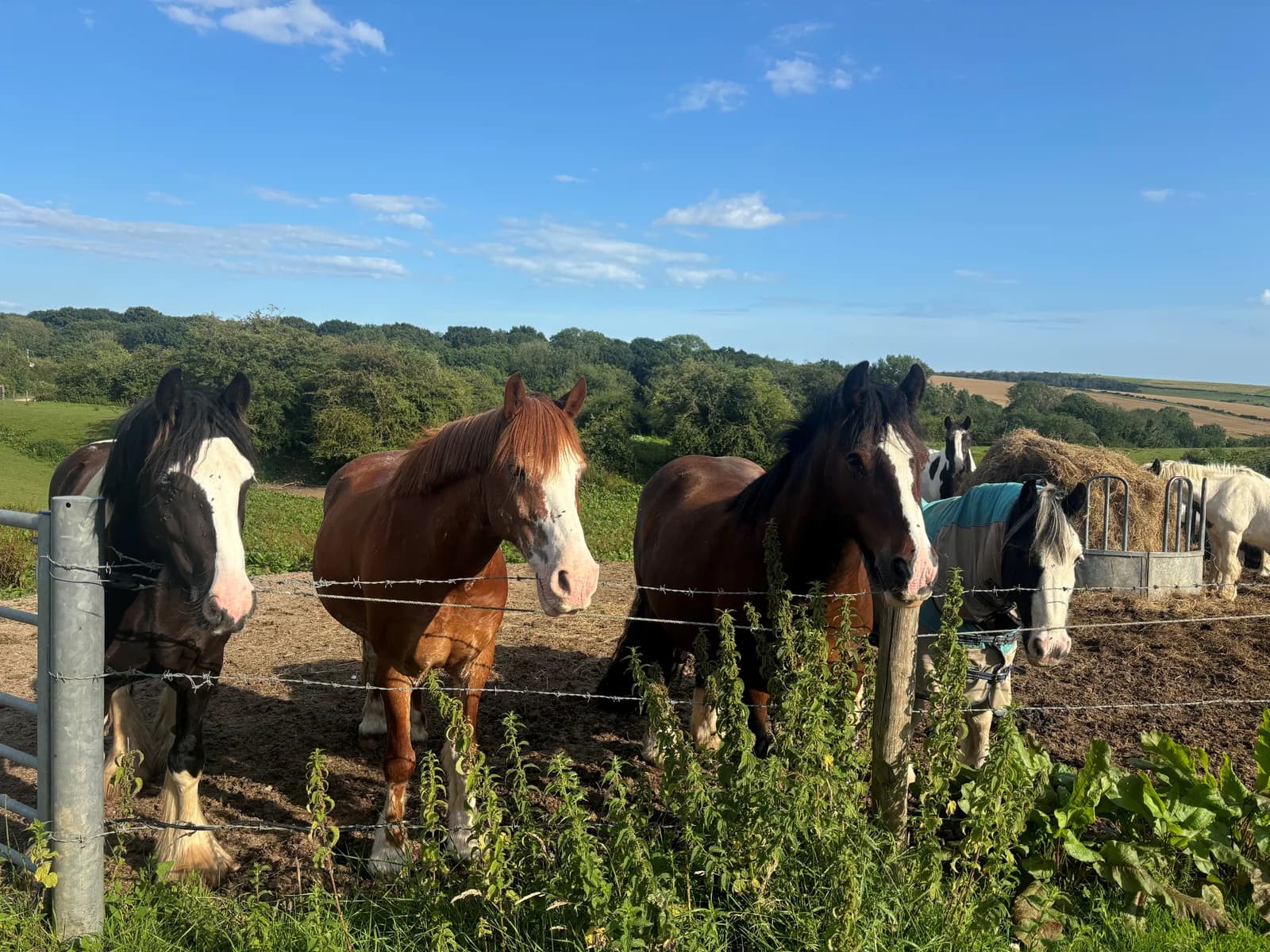 Three Greys Riding School, Sussex