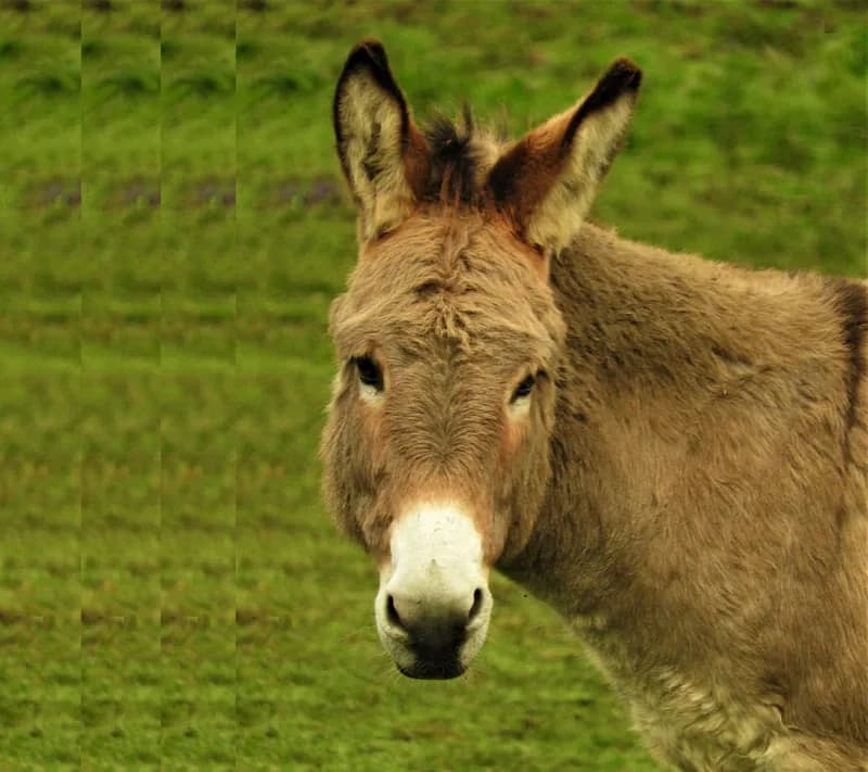 Donkey at Flicka Donkey Sanctuary, Penryn, Cornwall