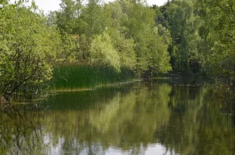 Felmersham Nature Reserve, Bedford