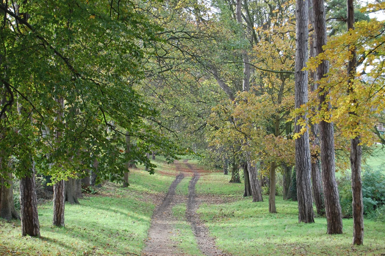 Avenue of trees on the slope of Popes Meadow, People's Park, Luton