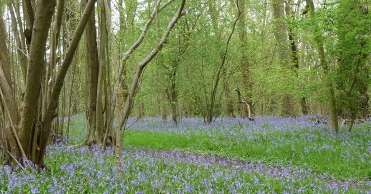 Ancient woodland at Maulden Wood on the greensand ridge, Bedfordshire