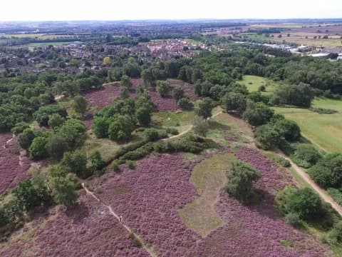 Heathland and scattered trees at Cooper's Hill nature reserve, Ampthill