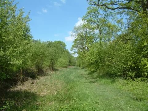 Ancient woodland and bluebell carpet at King's Wood, Heath and Reach