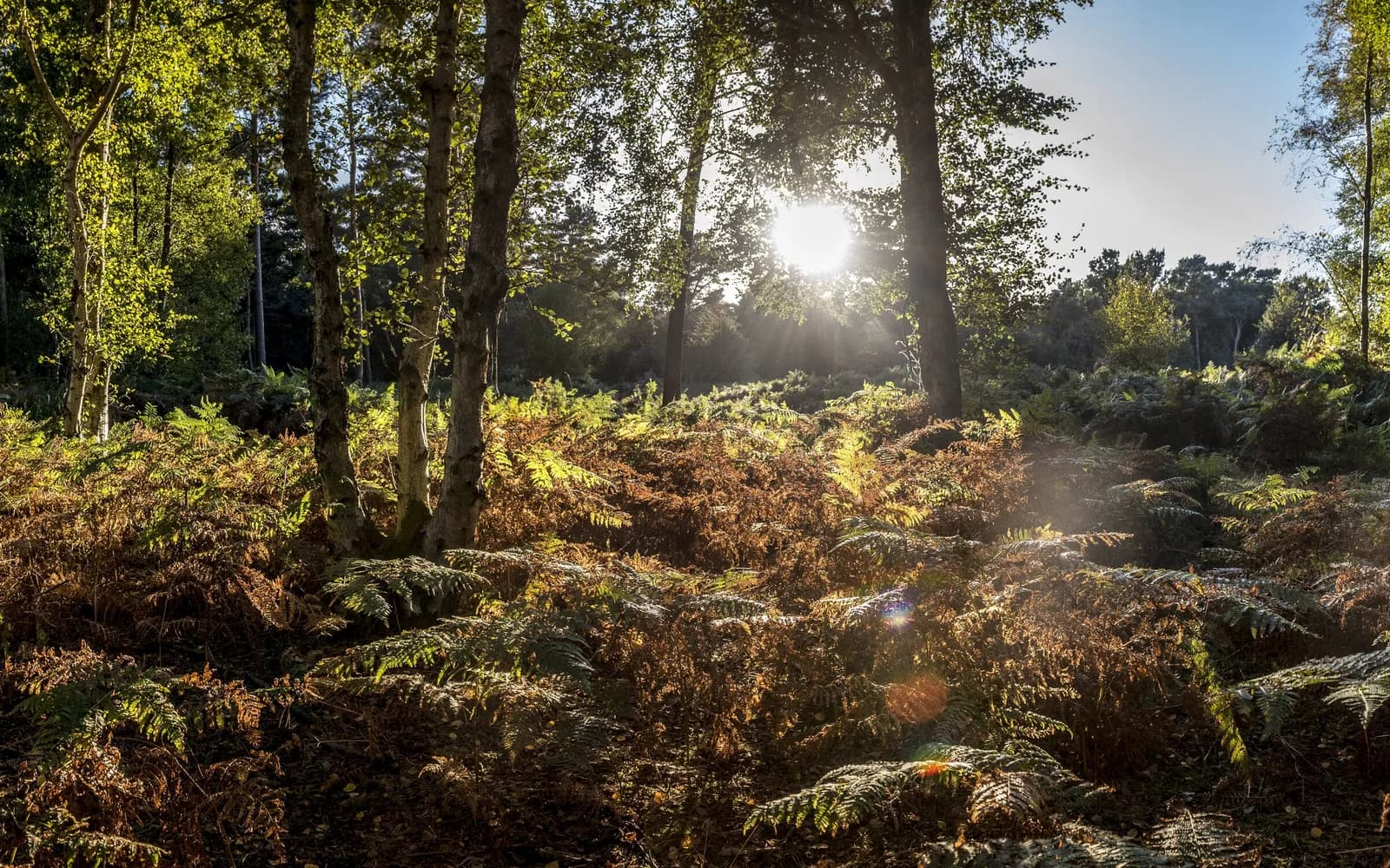 High Lodge, Thetford Forest, Mildenhall