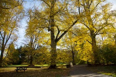 Nowton Park, a 200-acre country park near Bury St Edmunds
