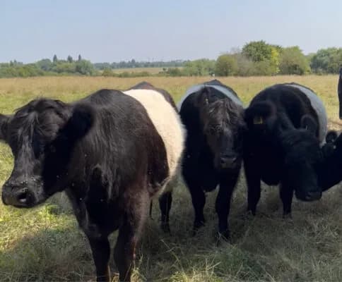 Red Poll cattle grazing on Grantchester Meadows