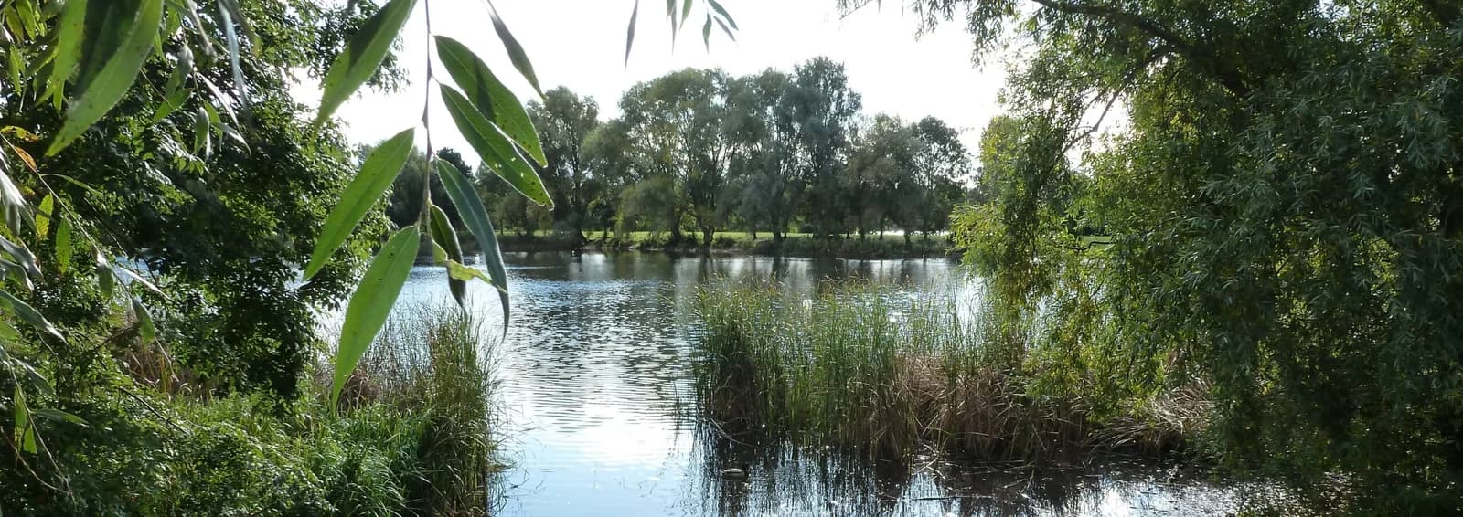 The lake at Orton Mere with tree-lined banks in Nene Park, Peterborough