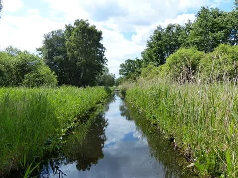 Woodwalton Fen, Huntingdon